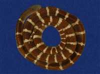 藏品(雨傘節)的圖片